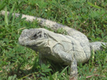 Shamanic Dream - Schamanische Heilarbeit fr Mensch und Tier - Basel - Schweiz - Schamanismus,Aura-Soma,Tierkommunikation,Tiertherapie und Coaching